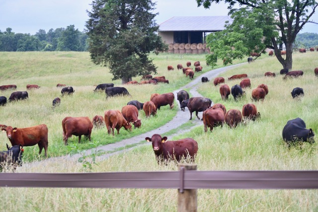 Braeburn Farm - Grassfed Beef photo 2