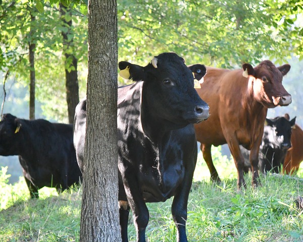 Braeburn Farm - Grassfed Beef photo 3